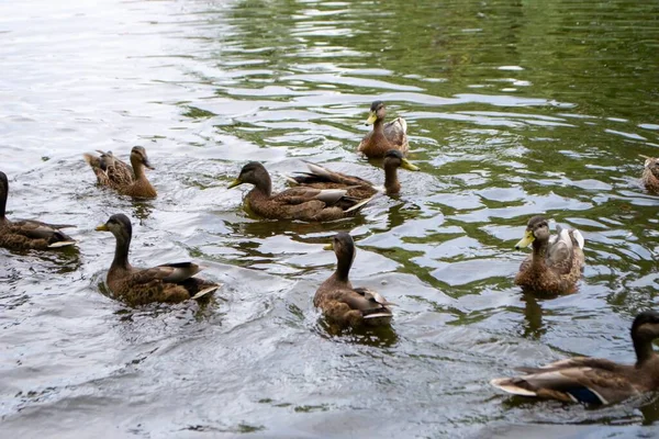 Ducks Enjoying Pond Life Overcast Day High Quality Photo — Stock Photo, Image