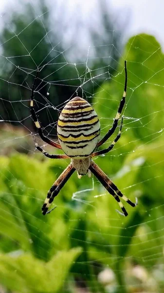 マクロスパイダークローズアップショット 野生の自然の中でクモの巣を織り 毒のある野生のクモ そうだ 高品質の写真 — ストック写真