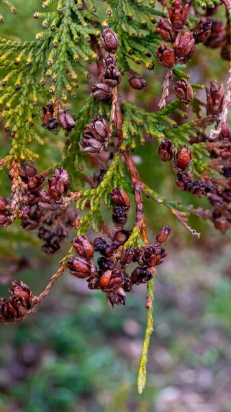 Ein Baum Mit Vielen Kleinen Beeren Darauf Hochwertiges Foto — Stockfoto