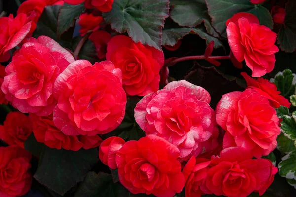 Vackra Rosor Bush Trädgården Rosor För Alla Hjärtans Dag Närbild — Stockfoto