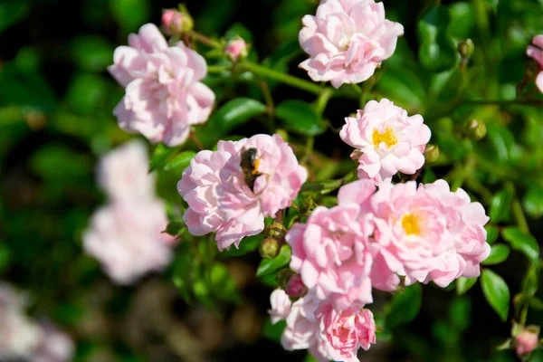 Красивые Розы Буш Саду Розы День Святого Валентина Крупный План — стоковое фото