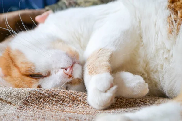 Kucing Merah Dengan Bintik Bintik Putih Mengantuk Pandangan Dekat Kucing — Stok Foto