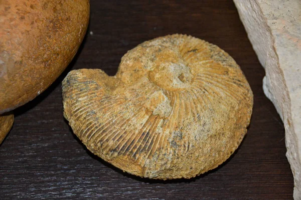 Fossilt Trilobitavtryck Sedimentet Miljarder Gammal Trilobit Dinosaurie Skelett Sten Fossil — Stockfoto