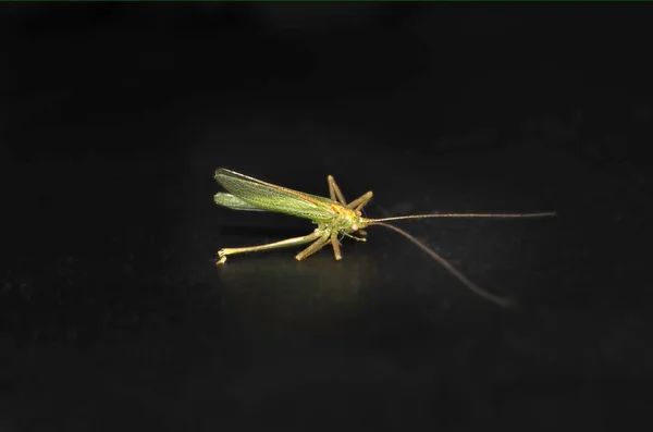 Insecte Tué Cause Poison Excès Pesticides Sauterelle Cricket Mourant Sur — Photo