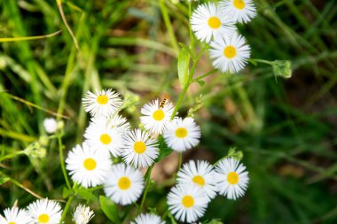 Yeşil çimenlerin ve yaprakların arasında papatya çiçeği, doğal arka plan. Yeşil çimlerin arasında papatyalar. Yüksek kalite fotoğraf. 