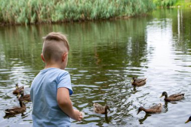 A little boy wearing a blue shirt is playing on a pond with ducks. Vacation resort. High quality photo