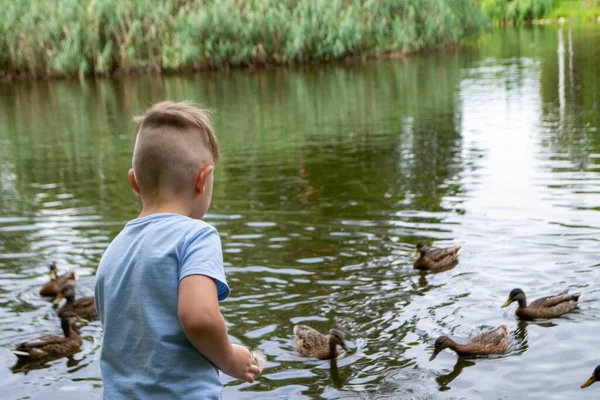 Little Boy Wearing Blue Shirt Playing Pond Ducks Vacation Resort — Stockfoto