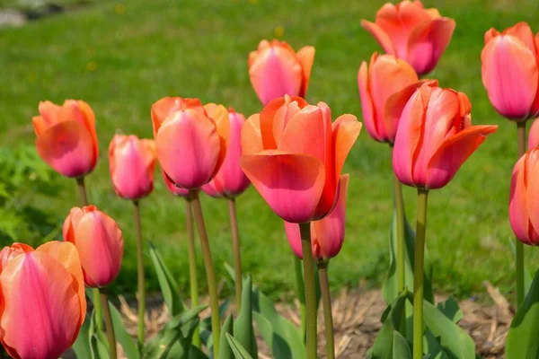 Spring Tulips Bloom Red Green Colors High Quality Photo — стоковое фото