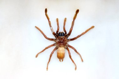 Güney Amerika faunasının egzotik böcekleri Orta ve Güney Amerika Meksika ve Pasifik faunasında yaygındır. Büyük tropikal türler, yarı kanatlı büyük hymenoptera akrep benzeri örümcek ve böcekler.