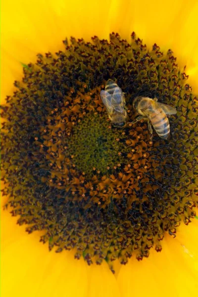 Bee Collecting Pollen Sunflowers Head Nature High Quality Photo — Stok fotoğraf