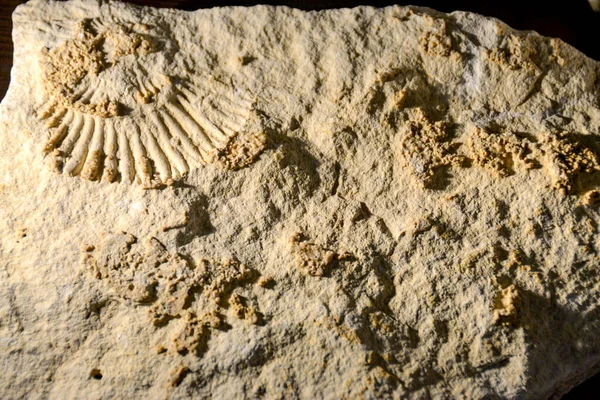Fosszíliás Trilobit Lenyomat Üledékben Milliárd Éves Trilobita Dinoszaurusz Csontváz Földben — Stock Fotó