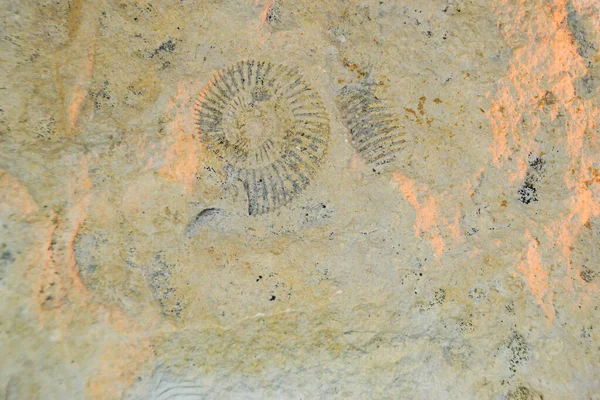 Fosszíliás Trilobit Lenyomat Üledékben Milliárd Éves Trilobita Dinoszaurusz Csontváz Földben — Stock Fotó