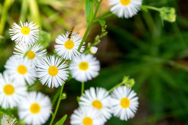 Yeşil çimenlerin ve yaprakların arasında papatya çiçeği, doğal arka plan. Yeşil çimlerin arasında papatyalar. Yüksek kalite fotoğraf. 