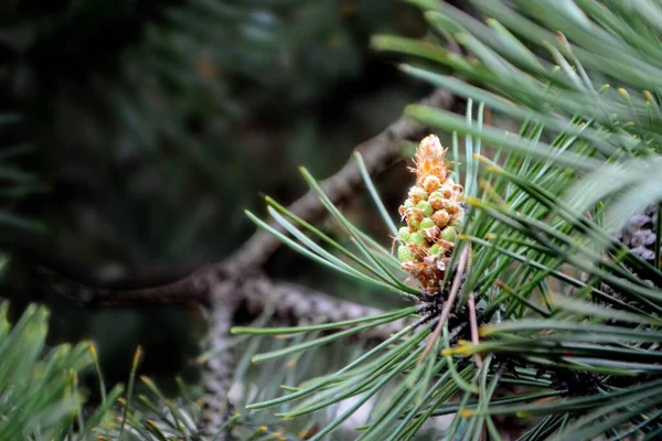 Twig Pine Young Pine Cone High Quality Photo — Stock Fotó