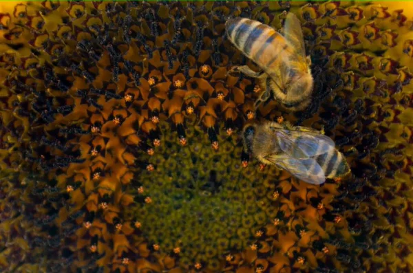 Bee Collecting Pollen Sunflowers Head Nature High Quality Photo — Fotografia de Stock