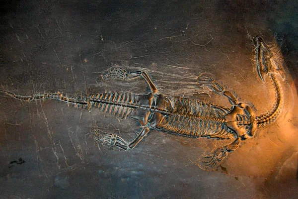 沉积物中的化石三叶虫印记 36亿年的Trilobite 巨龙化石考古发掘中的恐龙骨架 — 图库照片