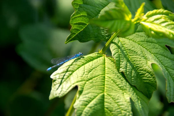 Coenagrionidae 青叶上的蓝色蜻蜓 一只眼睛大而近视的蜻蜓栖息在河流植物的绿叶上 自然模糊的绿色背景 昆虫的宏观 案文的篇幅 — 图库照片