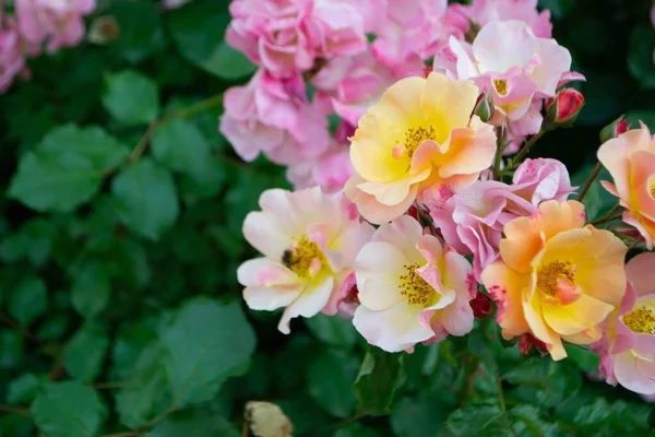 Крупный План Розовой Розы Темно Зеленом Фоне Высококачественное Фото Высокое — стоковое фото