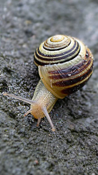 Roman Snail Helix Pomatia Κοινό Σαλιγκάρι Από Ευρωπαϊκούς Κήπους Και — Φωτογραφία Αρχείου