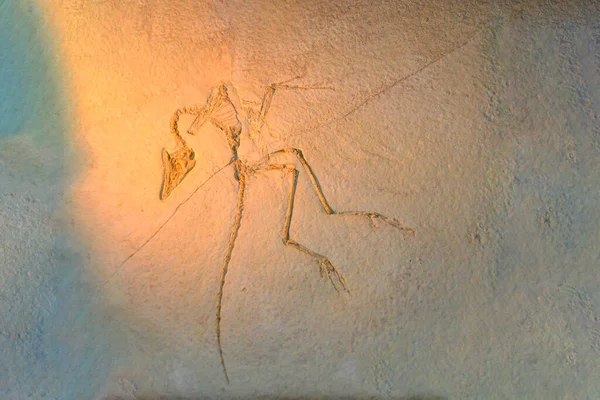 Odcisk Skamieniałości Trilobitu Osadzie Miliardowy Trilobita Szkielet Dinozaura Kamieniu Mielonym — Zdjęcie stockowe