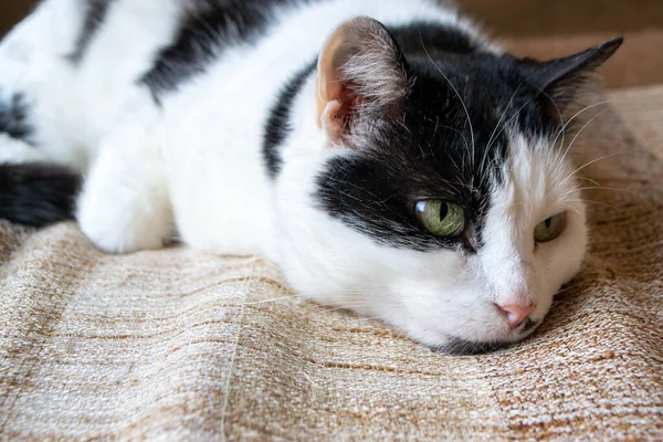 Black White Cat Green Eye Sleeping Brown Tan Blanket High — Stock Photo, Image