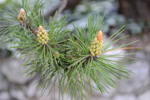 Twig Pine Young Pine Cone High Quality Photo — Fotografia de Stock