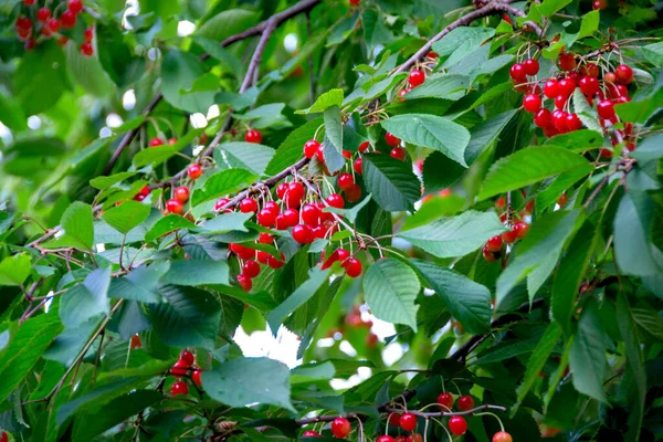 Třešňová Větev Zralými Červenými Bobulemi Tmavozeleném Pozadí Zahradní Třešeň Kvalitní — Stock fotografie