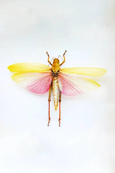 Exotiska Insekter Faunan Sydamerika Vanliga Central Och Sydamerika Mexiko Och — Stockfoto