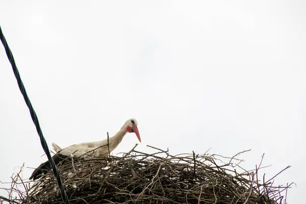 White Stork Ciconia Ciconia Ciconiidae Sitting Large Nest Blue Sky — Stock Photo, Image