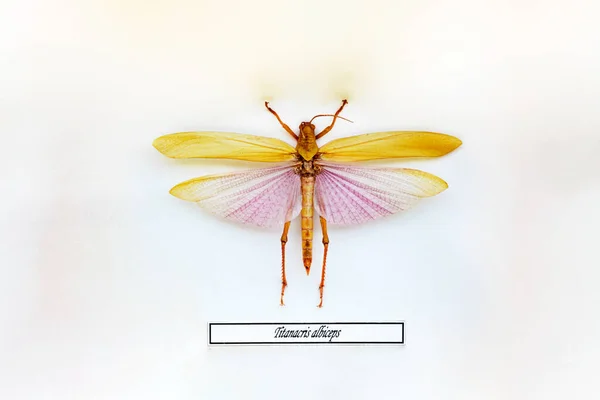 Exotische Insecten Van Fauna Van Zuid Amerika Algemeen Midden Zuid — Stockfoto