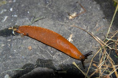 European red slug aka Chocolate arion Arion rufus on a woodland path. High quality photo