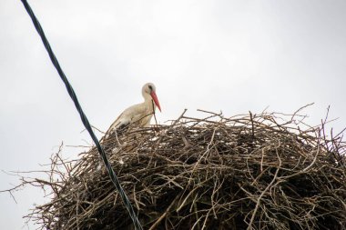 Beyaz leylek Ciconia ciconia, Ciconidae büyük bir yuvada, mavi gökyüzü arka planında oturuyor. Göç eden kuş, yaz ayına yerleşti, açık havaya. Kentsel koşullarda vahşi yaşam, bahar mevsimi konsepti. Yüksek kalite fotoğraf