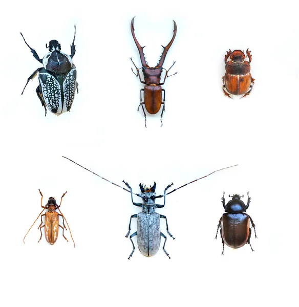 Exotický Hmyz Fauny Jižní Ameriky Běžné Střední Jižní Americe Mexiko — Stock fotografie