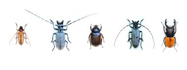 Güney Amerika faunasının egzotik böcekleri Orta ve Güney Amerika Meksika ve Pasifik faunasında yaygındır. Büyük tropikal türler, yarı kanatlı büyük hymenoptera akrep benzeri örümcek ve böcekler.