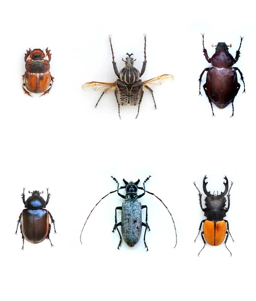 南美洲动物的外来昆虫在中美洲和南美洲 墨西哥和太平洋动物中很常见 大型热带半翅大型膜翅目蝎类蜘蛛和甲虫 — 图库照片