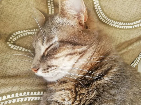 Tabby Cat Lies Cardboard Scratching Post Looks Camera High Quality — Fotografia de Stock