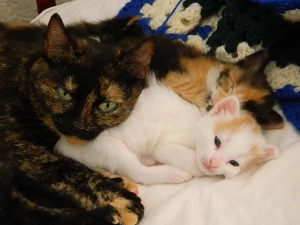 Little Kittens Light Color Mum Sleep Basket High Quality Photo — Zdjęcie stockowe
