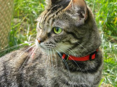 Tabby cat lies on a cardboard scratching post and looks into the camera. High quality photo