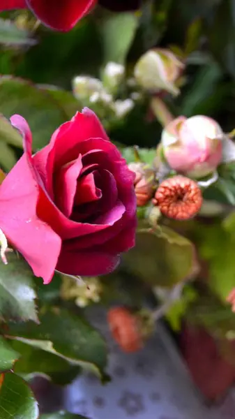 Ένα Ροζ Τριαντάφυλλο Πλήρη Άνθιση Όμορφο Ροζ Λουλούδι Στον Κήπο — Φωτογραφία Αρχείου