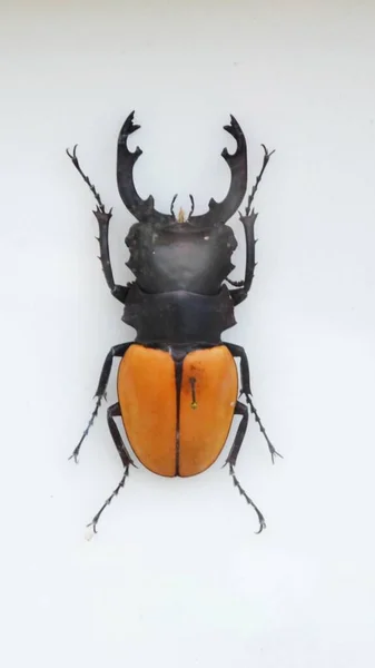 Exotische Insekten Aus Der Fauna Südamerikas Die Mittel Und Südamerika — Stockfoto