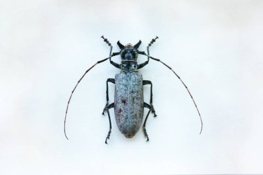 Güney Amerika faunasının egzotik böcekleri Orta ve Güney Amerika Meksika ve Pasifik faunasında yaygındır. Büyük tropikal türler, yarı kanatlı büyük hymenoptera akrep benzeri örümcek ve böcekler.