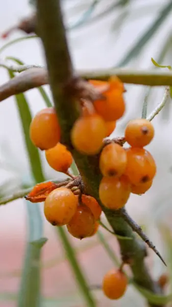 Sea Buckthorn Shallow Depth Field Blurred Use Juices Compotes Wines — Stock Photo, Image