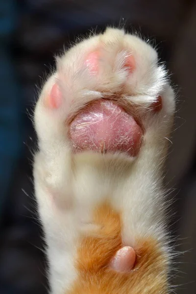 Cat paw close up. Domestic pet resting. Soft cat's foot. High quality photo