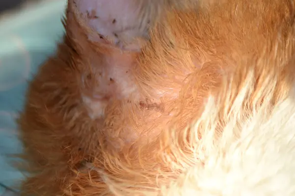 Veterinerin elleri, kulak akarına yakalanmış bir kedinin kulaklığını gösteriyor. Yakın görüş. yaralı kulaklı turuncu çizgili kedi. Yüksek kalite fotoğraf