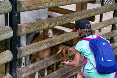 Küçük çocuk keçiyi besliyor. Çiftlikteki çevre dostu ürün. Faydalı keçi sütü. Kırsal kesimde yaz tatili. Biyoloji. Yüksek kalite fotoğraf
