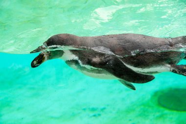 Mavi suyun altında yüzen Afrikalı penguen. Penguen Farkındalık Günü ve Penguen Günü. Yüksek kalite fotoğraf