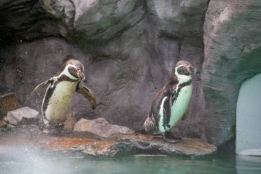 Kayaların üzerinde yürüyen bir penguen. Sarı Gözlü Penguen 'in vahşi yaşam fotoğrafı. Kayadaki penguen atlamaya hazır. Yüksek kalite fotoğraf