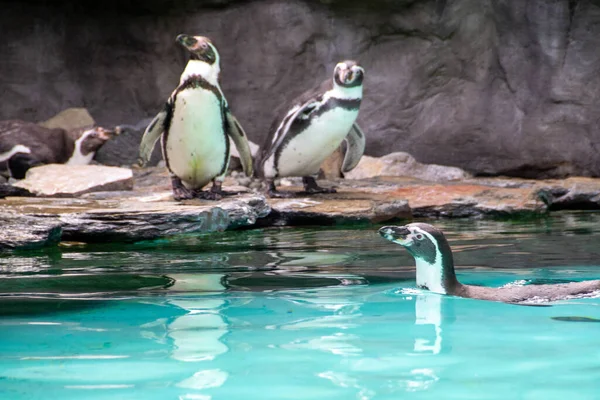 Tučňák Kráčející Skalách Fotka Žlutookého Tučňáka Tučňák Skále Připraven Skočit Stock Snímky