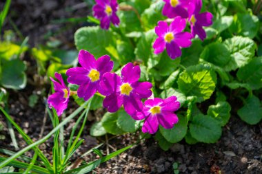 Yumuşak yeşil arka planı olan küçük mor çiçekler. Yüksek kalite fotoğraf