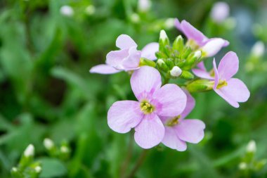 2020 'de Romanya' nın Targoviste kentindeki lunaparkta çocuklar dönme dolapta zincirlerle, atlıkarınca kayak broşürleriyle eğleniyorlardı. Yüksek kalite fotoğraf